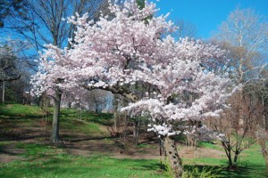 April blooming trees