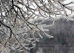 december frozen branches