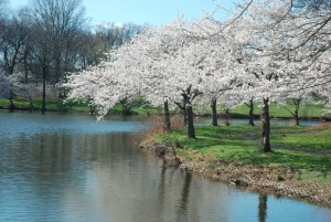 April blooms near water