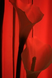 calla lilies red