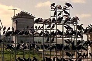 Crows on jungle gym in The Birds