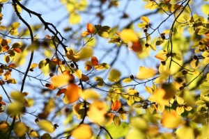 November leaves