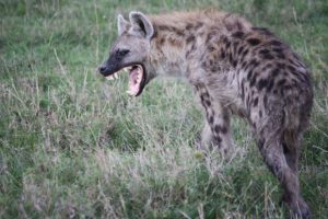 hyena-snarl