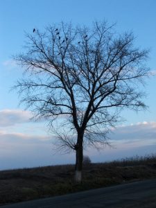 winter-tree-with-birds