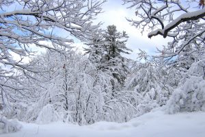 january-snow-covered-trees